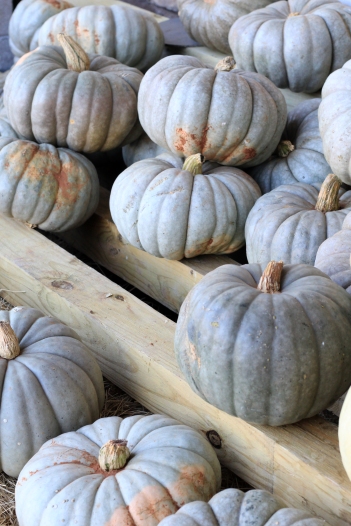 5 INEXPENSIVE WAYS TO STYLE PUMPKINS ALL FALL